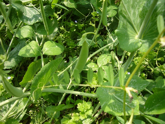 P1020110