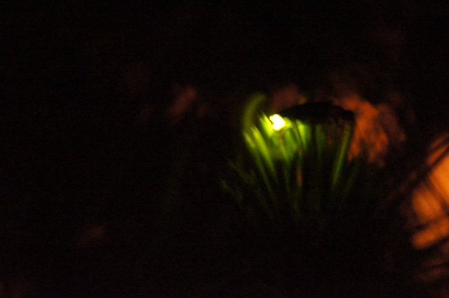 _dsc6229_3