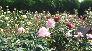 Dscf3725