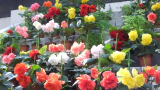 Dscf3741