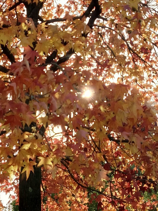 Img_20161115_1447041