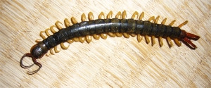 Mukade