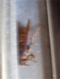 Suzumebati