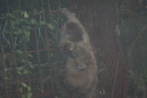 Monkey1