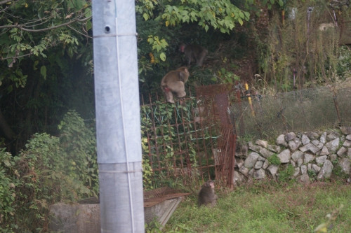 Monkey2_3