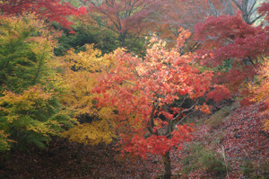Ryokka1