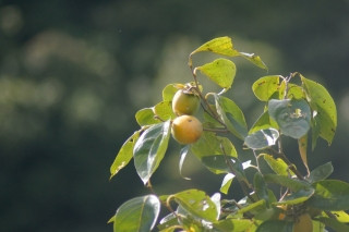 Dsc00559