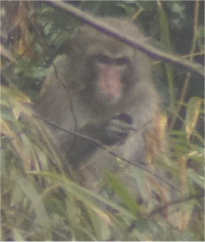 Image1