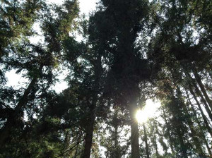 Image3