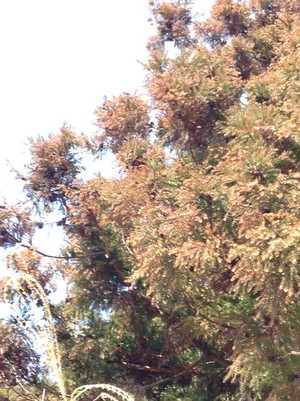 Image6