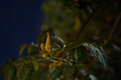 Dsc00615