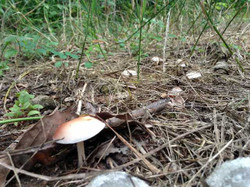 Image2
