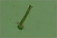 Image2_2