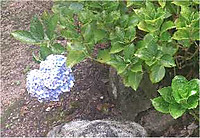 Image1